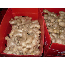 Fresh Air-Dried Ginger